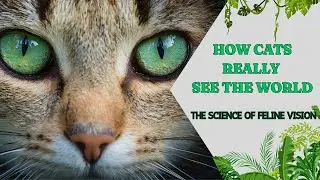 How Cats Really See the World 👀 | The Science of Feline Vision
