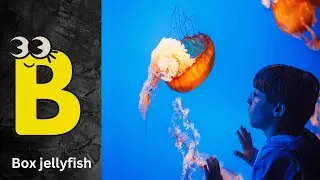 ABC phonics animals | ABC Sea Animals song | English and Animals for Kids | Alphabets# boxjellyfish