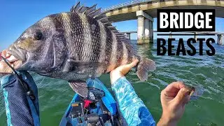 LIVE CRABS for BRIDGE BEASTS! - Sheepshead fishing Chesapeake bay