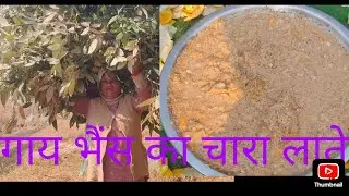 आज गई जंगल लकड़ी लाने दिन में बनाया नींबू इस तरह ♥️🙏🙏♥️