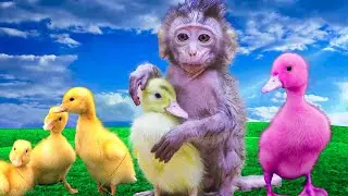 Baby Monkey Miu Miu Bath with Cute Ducks | Animals MIU MIU