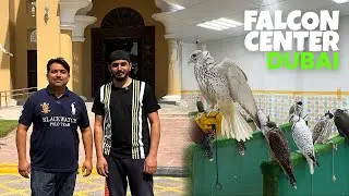 Falcon Center Dubai | Falcons in Dubai | Dubai Culture