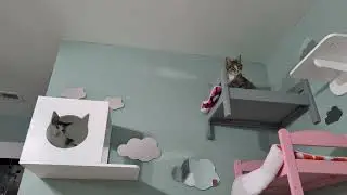 Nightcaps: Mimosa is NOT SHARING her toy and she's NOT KIDDING