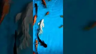 Beautiful Butterfly Milky Koi Carp Fish 🔥🥰 || #fish #koipond #koi #koifish #viral #shorts