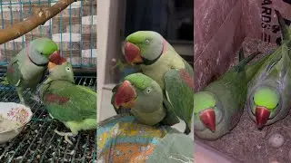 Alexandrine Parrot 🦜 Breeding Season And Eggs Laying Process 🫠