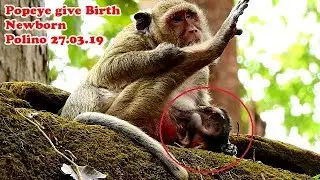 Great News!Popeye giving birth today, Welcome newborn baby Polino born on 27.03.19