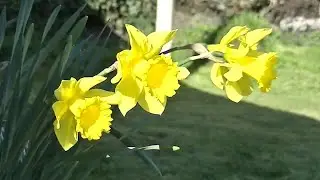 IECV NV #768 -  Yellow Daffodils In The Wind 3-30-2019