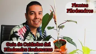 Así creció mi FILODENDRO ERUBESCENS 😍 ENRAÍCE en AGUA 💦 #filodendro