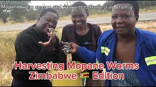 THE DANGEROUS QUEST FOR MOPANE WORMS! #zimbabwe EDITION