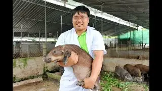 Khởi nghiệp thành công với mô hình nuôi heo rừng lai theo hướng sạch - Phóng sự