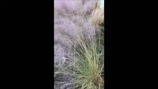 A Grass that looks like Cotton Candy        We are 45 Min away from Trenton NJ