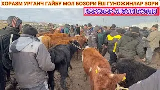 ХОРАЗМ УРГАНЧ ГАЙБУ МОЛ БОЗОРИ ЁШ ГУНОЖИНЛАР ЗОРИ НАРХЛАР АРЗОН БУЛДИ 27-января 2026 г.
