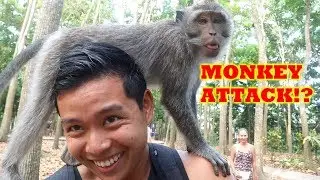 SACRED MONKEY FOREST In UBUD BALI! | MONKEY ATTACK?