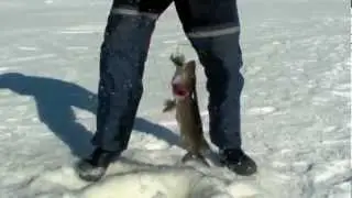 Angling Kvarnviken 1 april 2013
