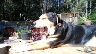Another Breezy Day For Unemployed Dogs #mrkobayashiandfriends