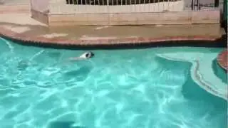 George the swimming pug