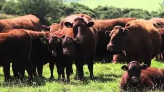 Visit the Farm | Yarner Farm