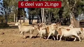 Sterkfontein Meatmaster Veiling: Lot 2