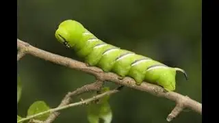 The Privet Hawk Moth