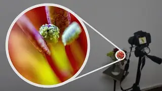 Flowers │ Macro Photography