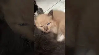 kucingmata biru #motovlog #kedirimotovlog #motovlogkediri #kucing #motovlog #vlogkediri #rizaalvavan