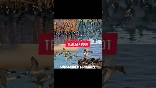 Teal mix coot best hunting voice