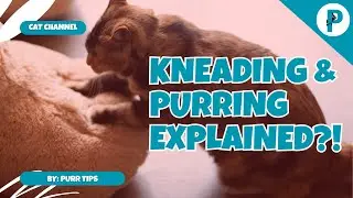 Why Do Cats Purr and Knead? Understanding Your Feline Friend&rsquo;s Cute Habits