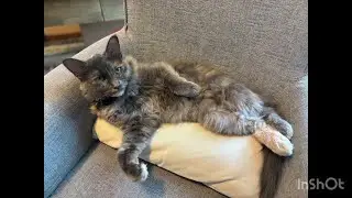 The Best Pet Photos I Have