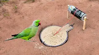 Build Underground Parrot Trap Using Paper And solyda Cans​ _ Easy Bird Trap Working 100%#birdtrap