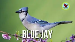 Blue Jay