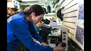 Scientists Analyze Tiger Shark Stomach Contents