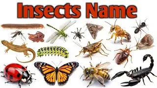 Insects Name| Insects Video For Babies| Insects Name In Hindi English|