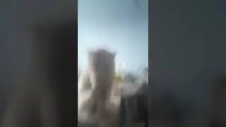 el gatito @vida real