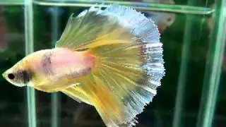 HM_Yellow_Flower.MOV