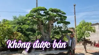 SH.7701. Cây này em không bán được vì có anh tặng tiền cho mua, các cây khác sẽ bán.Đth 0914.055.135