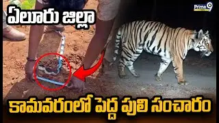ఏలూరు జిల్లా కామవరంలో పెద్ద పులి సంచారం | Eluru Tiger | Prime9 News