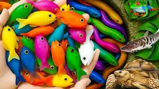 Scoop up these beautiful fish and cute animals: ducklings, giant catfish, turtles, frogs, molly fish