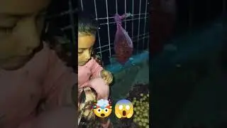 Trending song lyrics hero Hondao te Amla candy and cute girl 🥰#viral#trending short video short feed