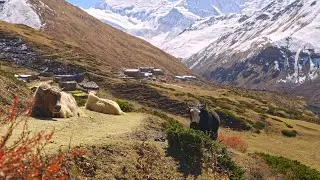 Group of yaks laying down on mountainside trail with Himalayan village Annapurna mountains, Nepal