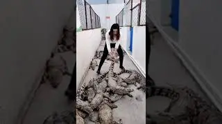 Amazing brave girl working with crocodiles at farm, Catching crocodiles #crocodile #short EP78