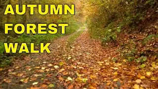 Autumn Forest Walk - Fall Nature Relax Walk - Colorful Fallen Leaves - Video with Music