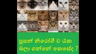 How to Keep your Cat Healthy /sinhala - Part 1