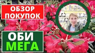 ОБЗОР  покупок в МЕГА и  ОБИ. Большой выбор  разной рассады. Императорский фарфор