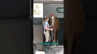 Trailer loading confidence - closing the door #horse #trailerloading #horseriding