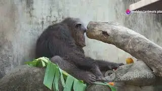 Gorilla vs. Chimpanzee: The Primate Showdown! #gorilla #chimpanzee #animals
