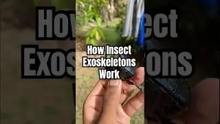 How insect exoskeletons work