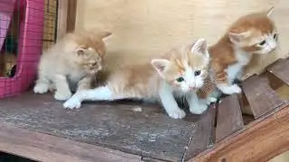 #anakkucing#kucingkecillucu#smallkittens#littlecat#anakkucingbermain#keluargakucing#kucingcampuran