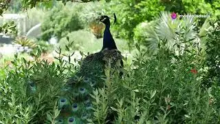 The Golden Feather  A Tale of Kindness