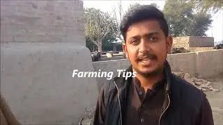 Silaj vs Sabaz chara | silaj making |How to make sailej | Benifits of silage | Silage Farming Tips