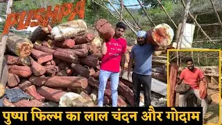 Pushpa Shooting Location | पुष्पा फिल्म वाला लाल चंदन का गोदाम
